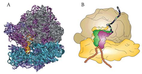 Proteine Sintesi Delle Proteine E Ribosomi In Enciclopedia Della