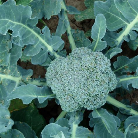 Broccoli Green Calabrese Sprouting The Seed Warehouse