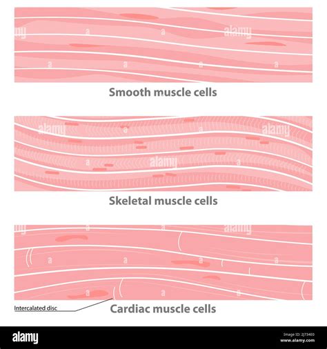 Types of muscle tissue structure: cardiac, smooth, sceletal. smooth muscle cells, cardiac muscle ...