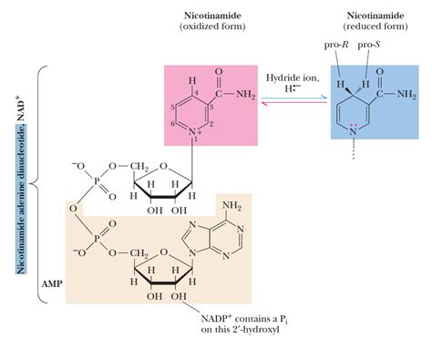 Nicotinamide Adenine Dinucleotide NAD In Origin Of Life Scenarios