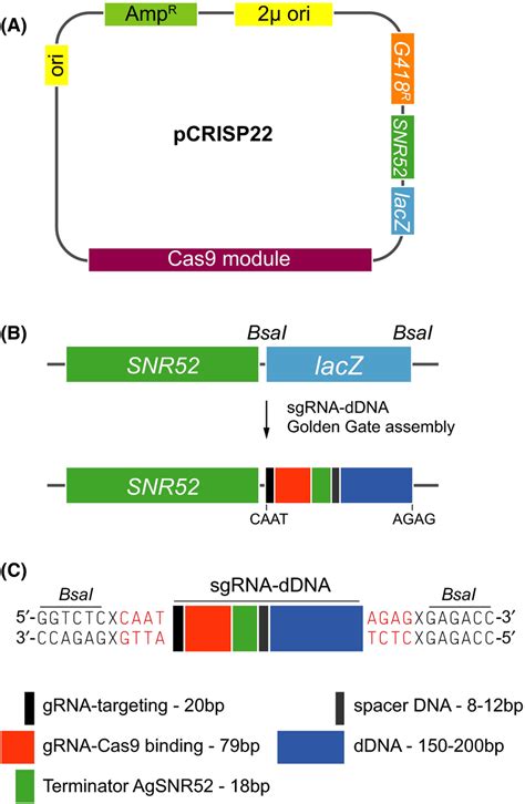 Design of a CRISPR/Cas9 vector for A. gossypii.A. Schematic map of the ...