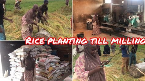 Rice Farming Production In Nigeria Rice Planting Harvesting And