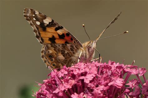 Belle Dame Vanessa Cardui Ou Vanesse Des Chardons 20 Mai 2022 Le