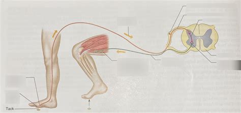 Figure 9.20 (withdrawal reflex involves a sensory neuron, an ...