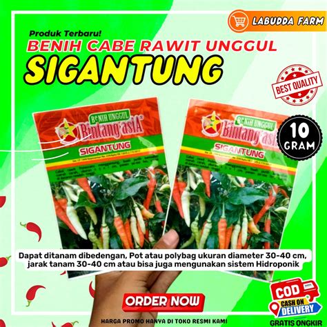 Jual Bibit Cabe Sigantung Gr Original Pabrik Bintang Asia Buah Lebat