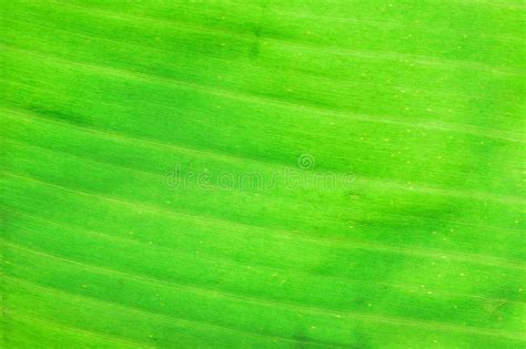 Macro Texture Of Fresh Green Summer Banana Leaf Details Stock Photo