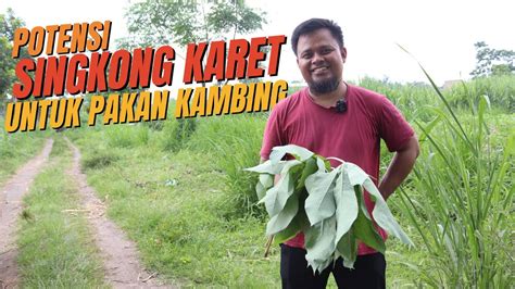 Potensi Singkong Karet Untuk Pakan Kambing YouTube