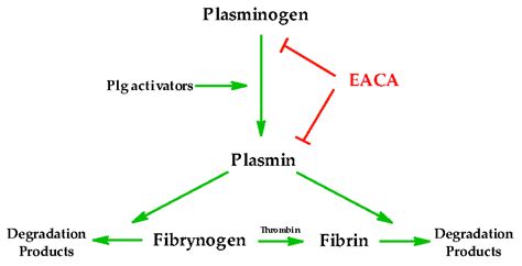 IJMS Free Full Text The Importance Of 6 Aminohexanoic Acid As A