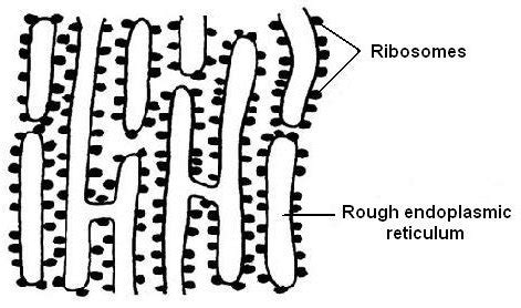 Ribosomes Diagram - ClipArt Best