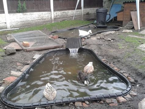 Diy Easy Drain Duck Pond Artofit