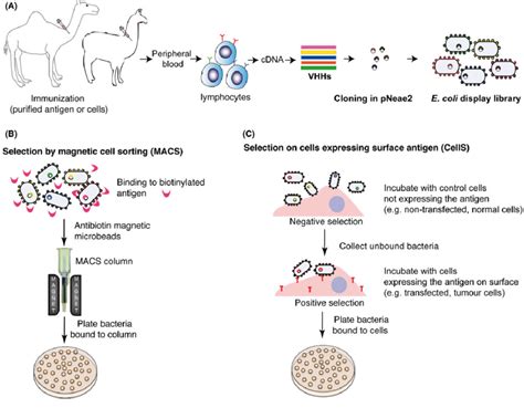 Generation Of E Coli Display Immune Libraries And Their Selection By