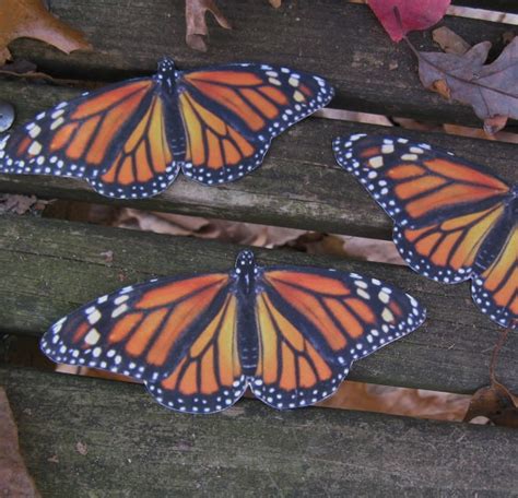 Monarch Butterfly Magnets 2 Non Profit Spring Wedding Etsy Monarch Butterfly Butterfly