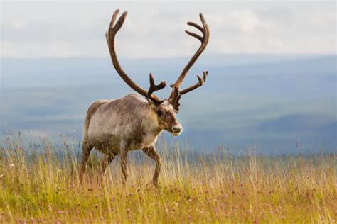 Reindeercaribou Raner Tarandus Robin Barefield