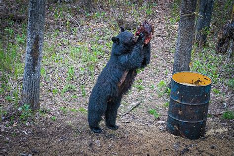 The Bait Debate: Bear Baiting as Predator Management