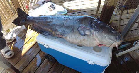 Laurel Man Catches Delaware Record Breaking Blue Catfish