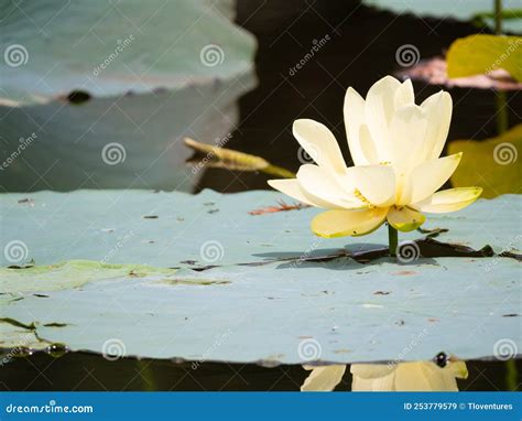 Flor De Loto Amarillo En La Compresa De Lirios Anchos Imagen De Archivo