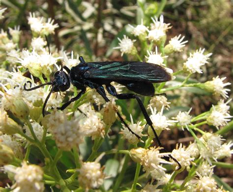 Tarantula Hawk Wasp A Female Tarantula Hawk Wasp Pepsis M Flickr