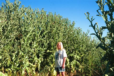 Scotch Thistle Invasive Species Program Nebraska