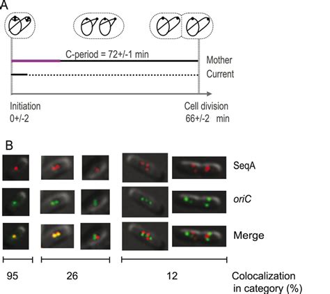 Simultaneous Imaging Of Seqa And The Origin Region A Cell Cycle