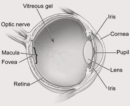 Basic Eye Anatomy | Department of Ophthalmology | University of Pittsburgh