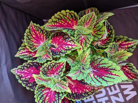 Photo Of The Entire Plant Of Coleus Coleus Scutellarioides Main Street