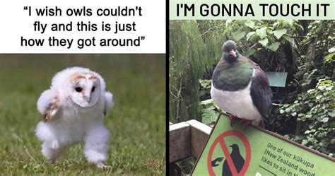 Giggle Worthy Memes Where Birds Took Center Stage Bored Panda