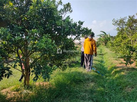 Rumaindo Kebun Jeruk Luas Murah Strategis Di Bumiaji Kota Batu