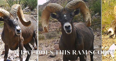 Jay Scott Outdoors Desert Bighorn Sheep Scoring And Field Judging What