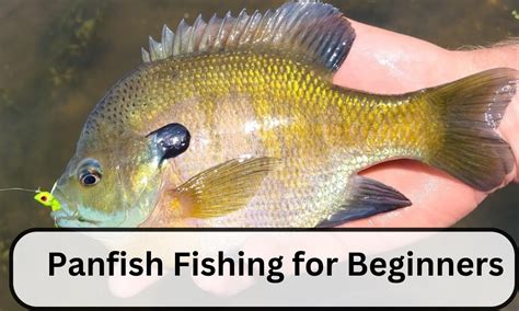 Panfish Fishing For Beginners 10 Unlimited Guide