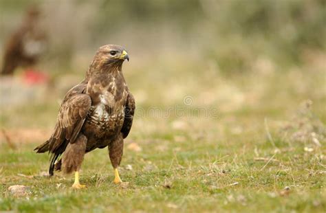 Buzzard Eagle Stock Photo Image Of Animal Beaks Wings 45415364