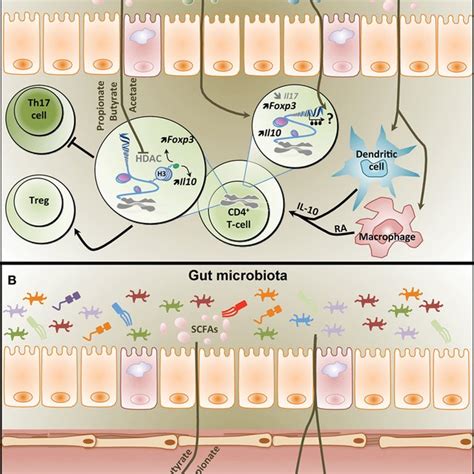 Intestinal immunity and the mechanisms of oral tolerance. Intestinal ... 