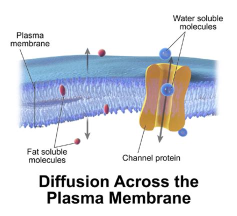 Facilitated Diffusion | Download Scientific Diagram