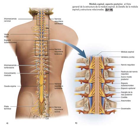 Medula Espinal Anatomia Sexiz Pix Sexiz Pix