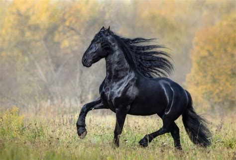 Tudo Sobre O Cavalo - 60 curiosidades sobre os cavalos muito interessantes