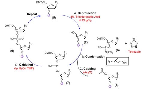 Rna Phosphoramidites Boc Sciences