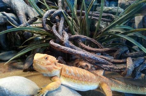 Ultimate Guide To Creating Your Perfect Bearded Dragon House