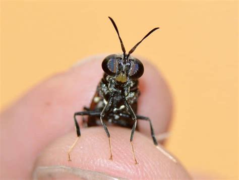 Mosca Soldado Todo Lo Que Debes Saber De Esta Especie