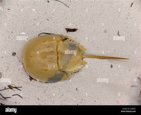 Horseshoe crab blue blood hi-res stock photography and images - Alamy