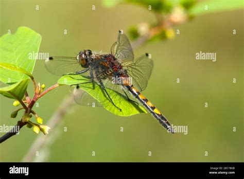 Large White Faced Darter Yellow Spotted Whiteface Leucorrhinia