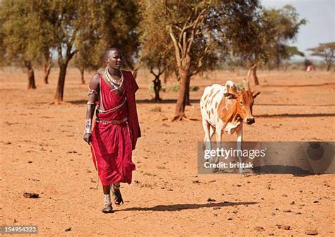 100 Maasai Tribesmen Herding Their Cattle Stock Photos, High-Res Pictures, and Images - Getty Images