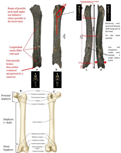 Nature And Relationships Of Sahelanthropus Tchadensis Decoder