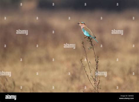 Indian Roller Coracias Benghalensis Stock Photo Alamy