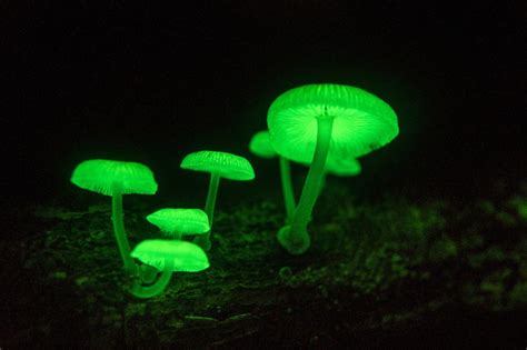 Mycena Chlorophos l Remarkable Fungus - Our Breathing Planet