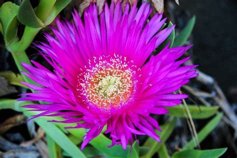 Carpobrotus edulis | Plants, Garden