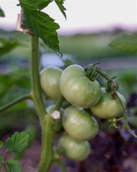 The Best Fertilizer for Tomato Plants - The Seasonal Homestead