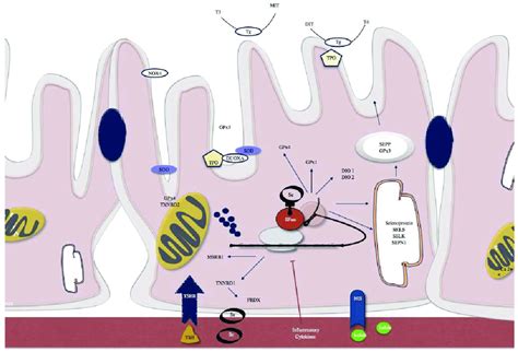 Examples Of Selenoproteins Present In Thyrocytes Include Selenop And