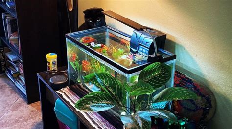 15 Best Nano Aquariums in 2024 – Aquariumistics