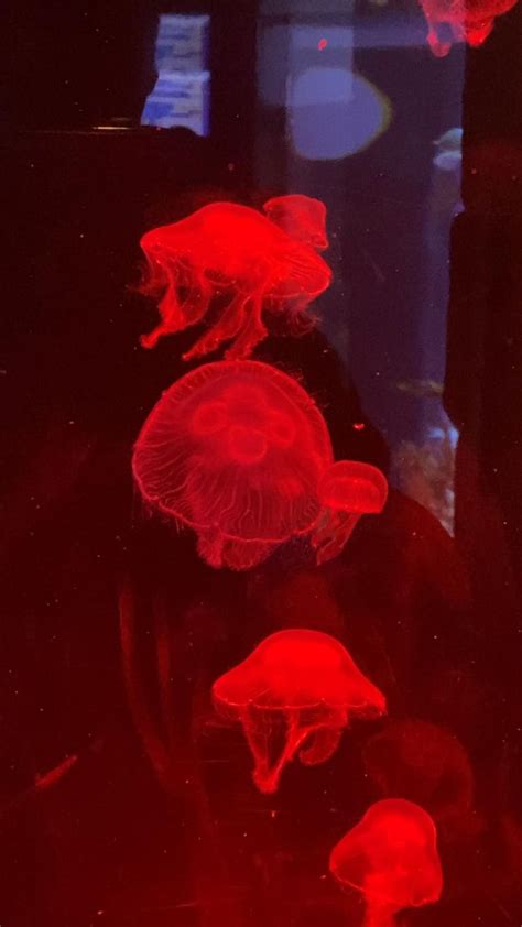 Rainbow 🌈 Jellyfish and Sea-jellies at Weymouth Aquarium 🇬🇧 ️ | Scary ...