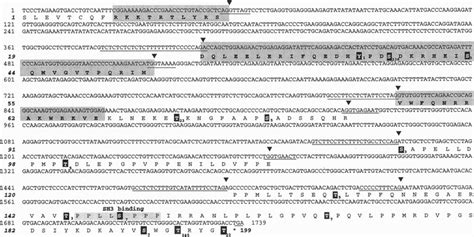 Partial Nucleotide Sequence Of OG 2 Genomic DNA And Predicted Amino