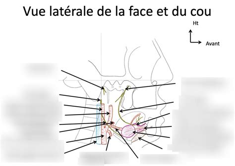 Diagramme De Vue Lat Rale De La Face Et Du Cou Plan Profond Quizlet